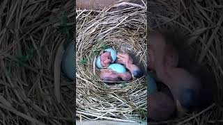 American Bluebird egg hatches #shorts #nest #birdwatching #nature #bluebird #nestboxlive #spring