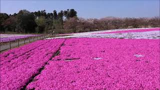 20220412  千葉市  富田さとにわ耕園のシバザクラ