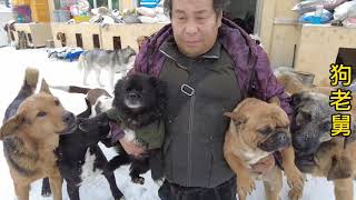 20210124   －   Dog rescue in China   救助道路太難了，基地6条小狗全感冒，带他们去寵物醫院看病