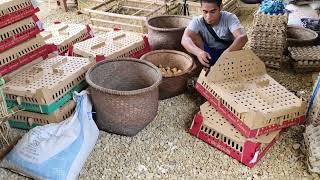 Sirkulasi telor dan bibit bebek yang ada di kampung kami di desa mamar, amuntai kalimantan selatan