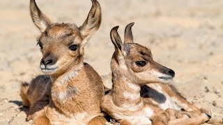 Peninsular Pronghorn Recovery Project