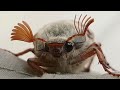 may bug weekly facts about animals in the united kingdom episode 20 creature fridays