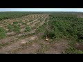 Deforestation in Phnom Tamao Forest