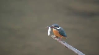 kouenwaki2016 01 17カワセミ飛び込み、ホバリング、捕食動画