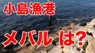 【メバル ウキ釣り】小島漁港 メバルは?