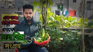 এক গুচ্ছ ছাদ বাগান থেকে সবজি সংগ্রহ || Shad Bagan || New Video || ome rubel