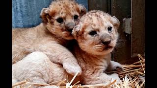 WATCH: Birth of African lion cubs caught on camera at Woburn Safari Park