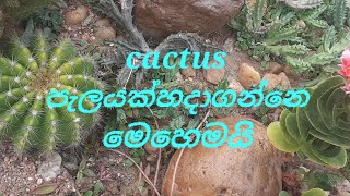 How to grow  cactus grow  පතොක් වගාව