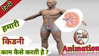 How Does a Human Kidney work | मनुष्य में किडनी काम कैसे करती है | Animation in Hindi.