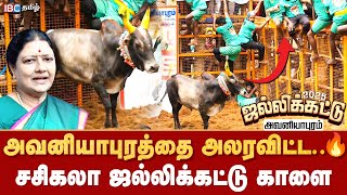 🔥தெறிக்கவிட்ட TTV , V.K Sasikala ஜல்லிக்கட்டு காளைகள்.. | Madurai | Avaniyapuram | Jallikattu | IBC