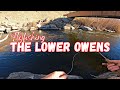 FLY FISHING The Lower Owens River [Bishop, CA]