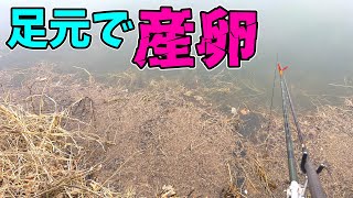 乗っ込みのヘラブナ釣りで巨べらを狙う！でもハタキの最中は･･･【茨城県五霞町 権現堂】