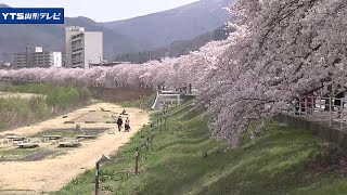 馬見ヶ崎さくらライン満開に 山形市