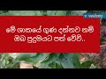 මේ විශ්මිත ශාකයේ ගුණ ..ඔබ නැරඹුවොත් පුදුම වේවි