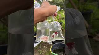 Dumbo Elephant Big Ear Betta Cupang Fighter Fish Breeding @cupang_dumboear | Falcon Aquarium Service