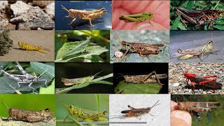 Types of grasshoppers - Different types of grasshoppers species