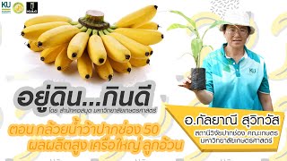 อยู่ดินกินดี | กล้วยน้ำว้าปากช่อง 50