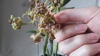 阿北賞花時間 魔鬼石斛蘭 Den.spectabile 印尼國寶花 orchid