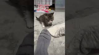 子猫に足の臭いを嗅がせてみたらあまりの臭さに一瞬、時が止まったみたいです😁