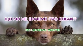 Що ми не знаємо про собак 50 цікавих фактів What we don't know about dogs: 50 interesting facts