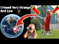 😱I Got A Huge Red Terrible Cow In The World On Google Earth And Google maps#viralvideo #trending😱