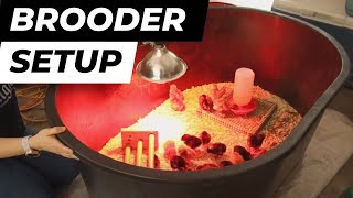 Starting a Brooder: How To Raise Baby Chicks (Raising Chicks 101)