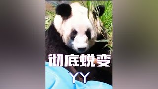 北动再更新丫丫动态，长公主带来不一样的惊喜，貌美如花可爱极了