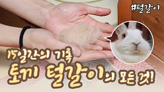 🐰 초보 토끼 키우기 🐰 꽃돌이는 겨울옷으로 갈아입는 중! 토끼 털갈이의 모든 것, 총 15일간의 기록!