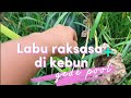 Labu sebesar raksasa  ini bisa tumbuh subur di kebun kita bikin takjub