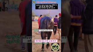 Nili Ravi ਤੇ Murrah ਜੇਤੂ bull BFA Dhanaula ਪਸ਼ੂ ਮੇਲਾ #reels #trending #farming #viral #share #dairy