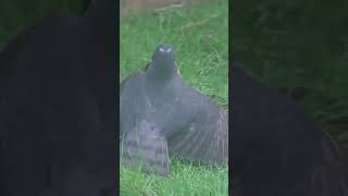 male sparrowhawk versus starling #wildlife #nature #hawk