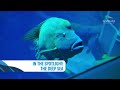 The Deep Sea: In The Spotlight | SeaWorld Yas Island, Abu Dhabi