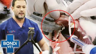 Top 5 Shocking Mouth Cases 😰 | Bondi Vet Top 5 Compilation | Bondi Vet