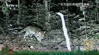 《秘境之眼》 豹猫 20241226 | Nature Talks · 生逢其境