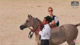 N 6 SHAMA AL KHALED   Peninsula Arabian Horse World Cup 2025   Yearling Fillies Class 1