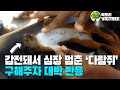 전기줄에 감전돼서 심장 멈춘 다람쥐 구조해주자, 믿을 수 없는 반응ㅣ감동실화 _빅트리 VIGTREEㅣ