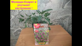 Бергамот садовый (Монарда). Бодрит и улучшает настроение ! Плюс пару слов о шалфее мускатном.