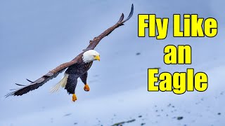 Bald Eagle Wingspan, Speed, and Flight Capabilities