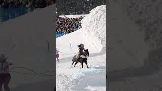 Ladies crushing the skijoring course in #bigsky #montana. #skijoring #bigskyskijoring