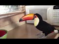 toucan in the kitchen