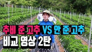 고추농사 생육비교 해봤습니다 2탄[45일]