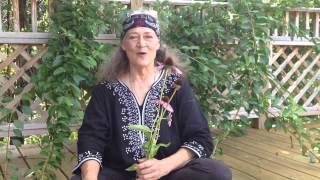 Echinacea flowers and root uses with Susun Weed Echinacea flowers and root uses with Susun Weed