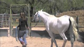 Zen Mind, Zen Horse by Allan J. Hamilton, M.D.