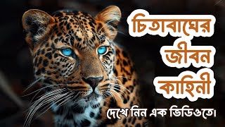 চিতা বাঘের জীবন কাহিনী জানলে জানলে অবাক হয়ে যাবেন | The life story of the cheetah. #চিতাবাঘ #প্রাণী