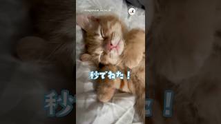 つい3秒前まで起きていたのに😳｜PECO #子猫 #寝落ち #茶トラ #子猫のいる生活 #愛猫家 #kitten #redtabby #kittenlife #catlover