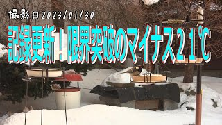 今季の最低気温を更新 限界突破のマイナス２１℃。北海道の釧路町で野鳥の越冬給餌