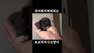 미치게 귀여운 쪼꼬미 아기 고양이