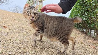 ベロを出したおじいちゃんキジトラ猫が公園の広場をパトロールする