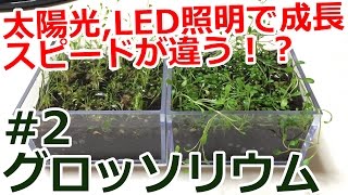 【ミニテラリウム】太陽光(窓際)とLEDでは成長スピードが違う！？30日報告！【グロッソ水上葉計画＃2】