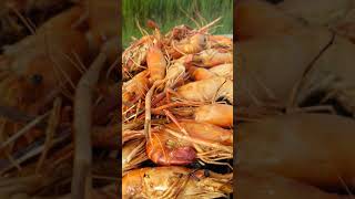 Roasting Prawn at Rice Field